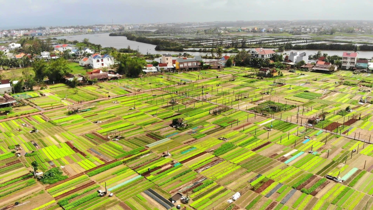 Làng rau Trà Quế (Hội An) là một trong những địa điểm dự kiến thuộc chương trình khảo sát